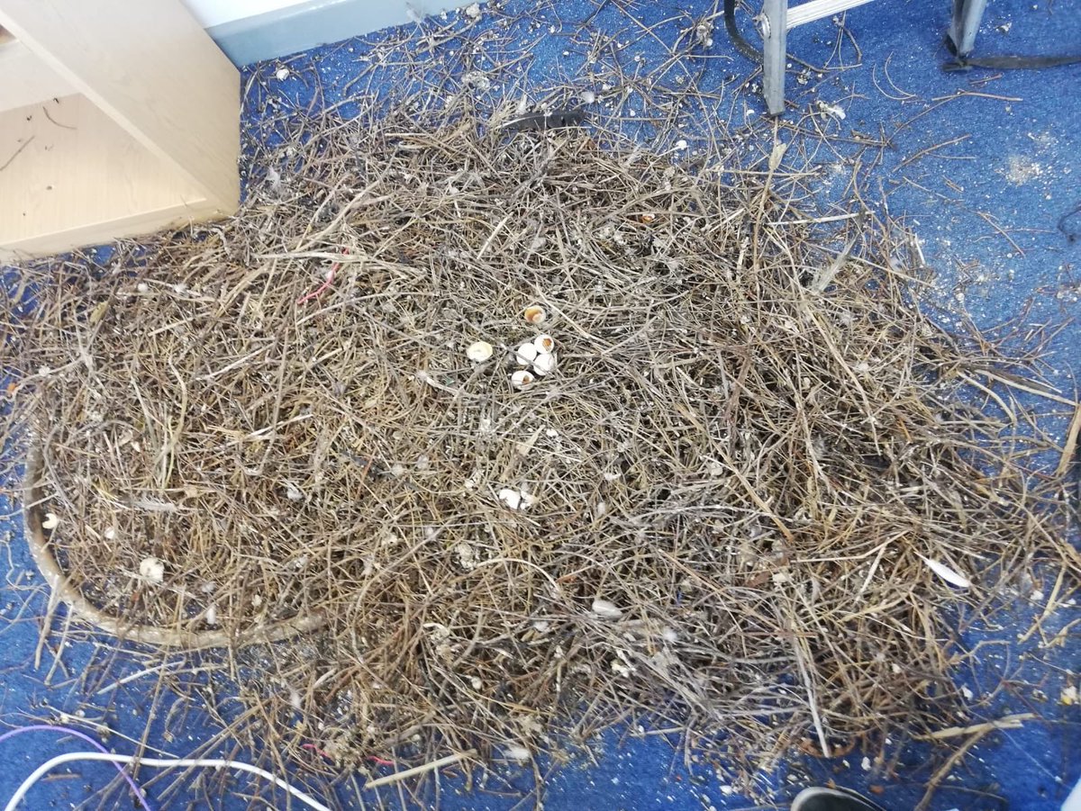 Brilliant before and after photographs from our recent pigeon clean up. Well done to the team.

Have a pest bird problem? Speak to our specialist team on 0845 601 1980. 

 #pigeon #nesting #guano #cleanup #pestprofessionals