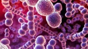 marlinv1996's tweet photo. August 09, 2019
Introduction to the word “bacteria” – most people instantly think of infections, diseases, and food poisoning. But bacteria are the most basic form of lives, where nothing else could grow or live without them on our planet. 
https://t.co/5BfGcNlHss #microbiology https://t.co/7JtVLE0MDS