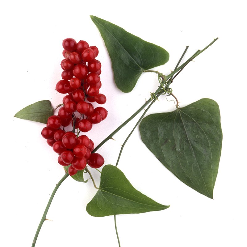 🔎 Descobreix…. El catàleg de la #flora del #ParcNatural  #Collserola
Hi trobaràs un centenar espècies de plantes vasculars (arbres, arbustos, herbes,…) de les diverses comunitats vegetals i els hàbitats que hi son associats.
parcnaturalcollserola.cat/flora-del-parc…