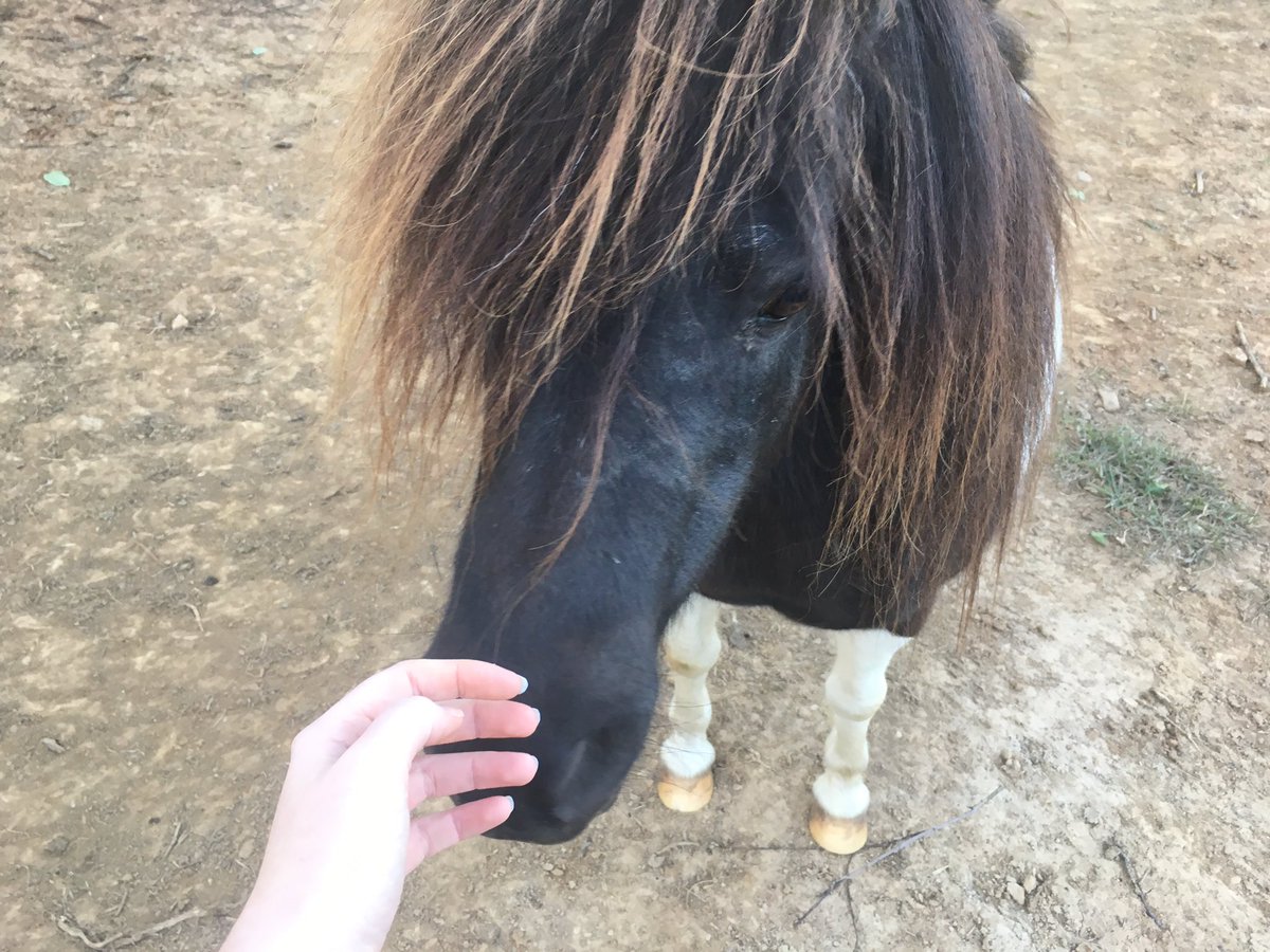 Feyre101's tweet photo. @setrackl8nk Molly the fat pony, Dawson the big Clydie, and the old mare who never had a name. There were a bunch of sheep too but I never got a picture of them 😔 https://t.co/iHMXpelxf4