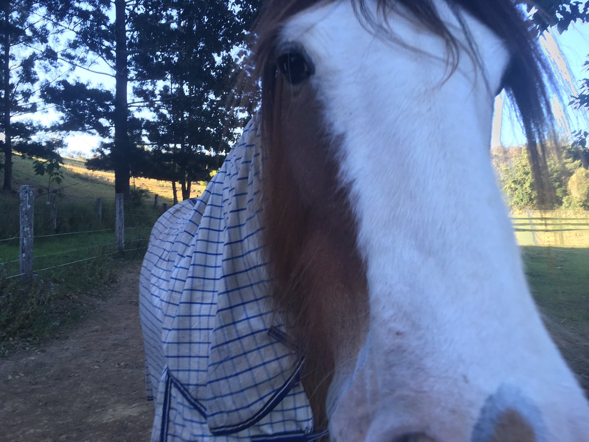 Feyre101's tweet photo. @setrackl8nk Molly the fat pony, Dawson the big Clydie, and the old mare who never had a name. There were a bunch of sheep too but I never got a picture of them 😔 https://t.co/iHMXpelxf4