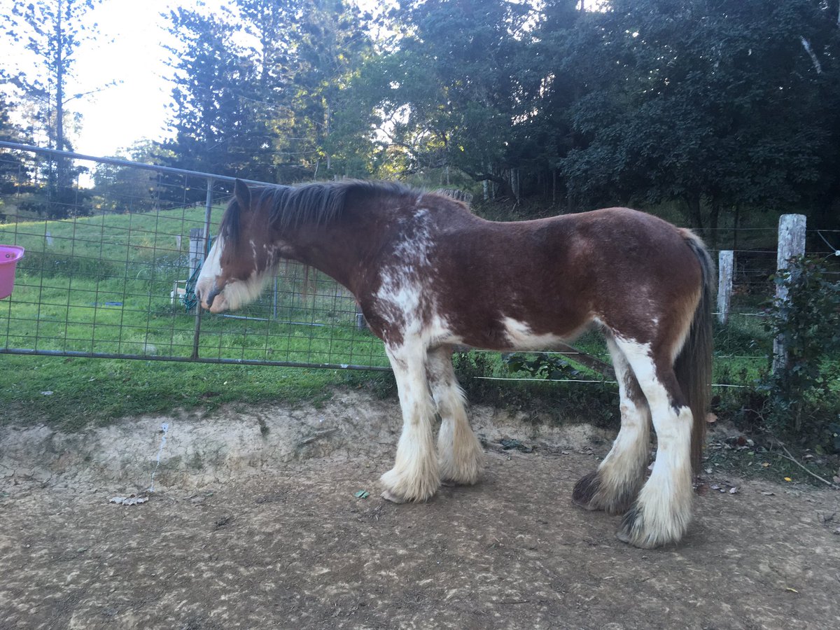 Feyre101's tweet photo. @setrackl8nk Molly the fat pony, Dawson the big Clydie, and the old mare who never had a name. There were a bunch of sheep too but I never got a picture of them 😔 https://t.co/iHMXpelxf4