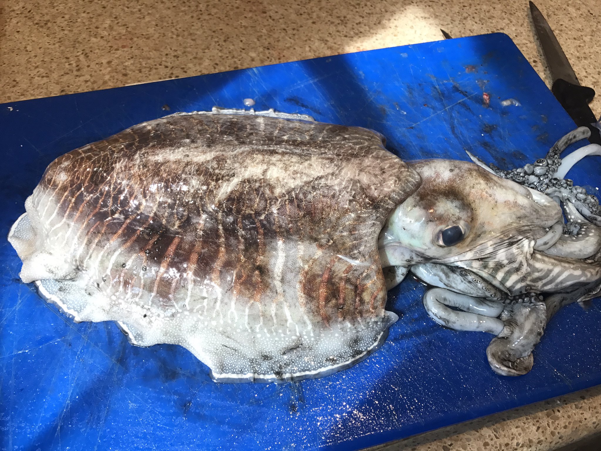 プリヒル姉さん ロンドン魚屋 こちら甲イカと言いまして立派な甲羅を持っています 英名はカトルフィッシュcattle Fish この甲イカの甲羅 骨 は加工され鳥のカルシウム補給の製品になります 昔 採れたての甲をうちのインコに プリヒル姉さん ロンドン魚屋 こちら甲イカと言いまして立派な甲羅を持っています 英名はカトルフィッシュcattle Fish この甲イカの甲羅 骨 は加工され鳥のカルシウム補給の製品になります 昔 採れたての甲をうちのインコに