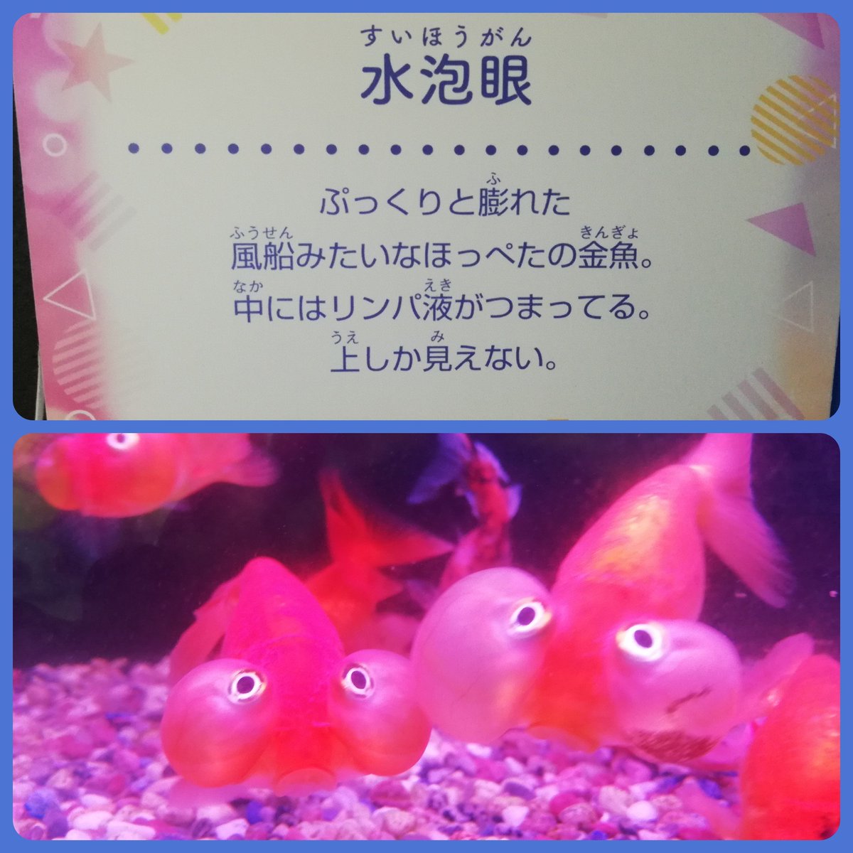 しぇり 京セラのアクアリウムマリンリウム行ってきた ほんとは名古屋の 踊る金魚展 に行きたかったんだけど 赤字が全く埋めれてないので我慢 9階のイベントホールだから期待はしてなかったけど もう少し良い見せ方なかったんだろうか 金魚や熱帯魚 しぇり 京セラのアクアリウムマリンリウム行ってきた ほんとは名古屋の 踊る金魚展 に行きたかったんだけど 赤字が全く埋めれてないので我慢 9階のイベントホールだから期待はしてなかったけど もう少し良い見せ方なかったんだろうか 金魚や熱帯魚