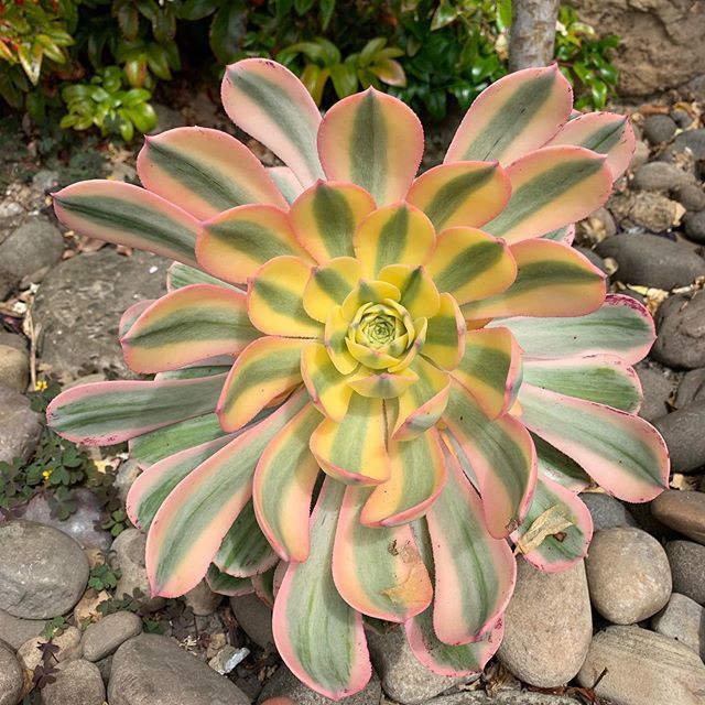ThorntonHallGar's tweet photo. Aeonium Sunburst is amongst the loveliest of aeoniums it is an evergreen succulent with large variegated rosettes 6-8 inches across of fleshy spoon-shaped leaves. Held on long bare stems the leaves are a delightful combination of creamy yellow and green … https://t.co/DnhdCxCGje https://t.co/vz6x1NUSLW
