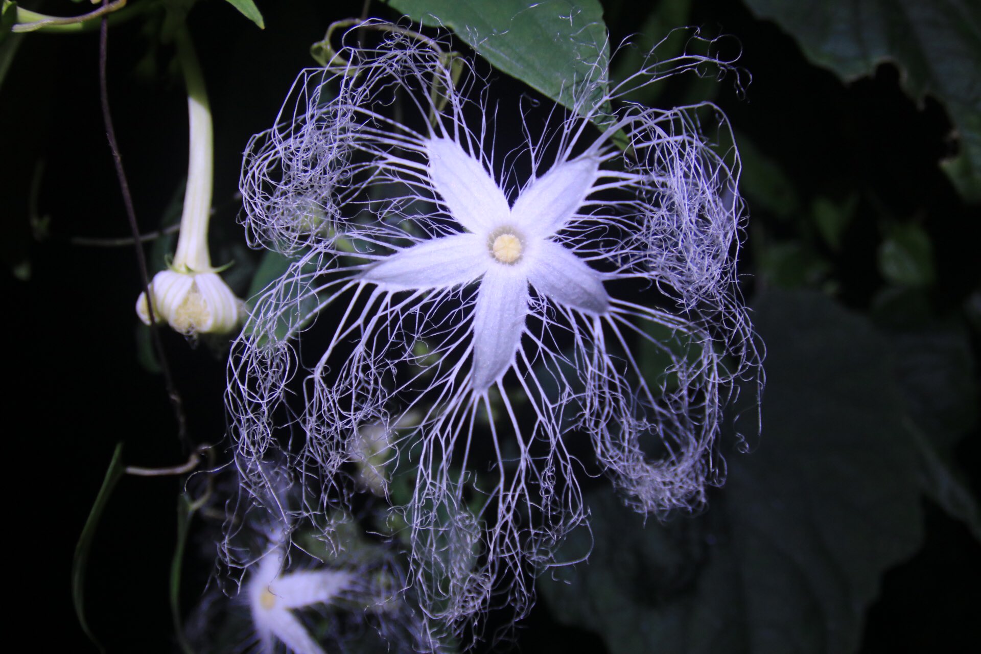 藤井 智久 島民です 夜に咲くカラスウリの花 秋になるとオレンジ色の実がなります 色づく前の実 ウリ科だからかなんかスイカみたい T Co Ekxojpnr4c Twitter