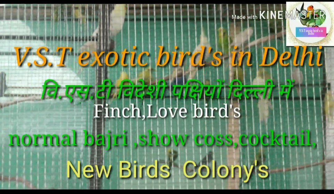 VSTexoticBirds1's tweet photo. https://t.co/r3reWLMVMF https://t.co/W92o53MfVV