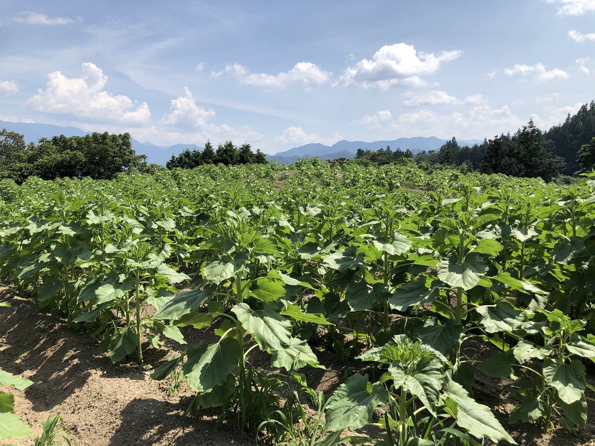 長野県阿南町 בטוויטר 本日 ９日 の平石農園ひまわり畑の様子です 最近は天気もよく 背丈が８０センチくらいに成長していましたが 開花まではまだもう少しかかりそうです 今年の見頃は例年より遅くなり ８月下旬予想です