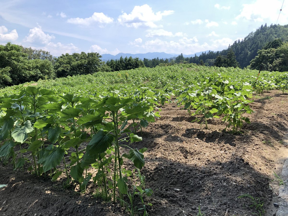長野県阿南町 בטוויטר 本日 ９日 の平石農園ひまわり畑の様子です 最近は天気もよく 背丈が８０センチくらいに成長していましたが 開花まではまだもう少しかかりそうです 今年の見頃は例年より遅くなり ８月下旬予想です