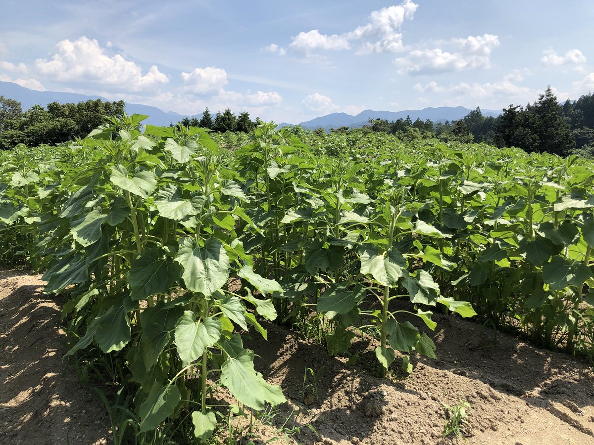 長野県阿南町 בטוויטר 本日 ９日 の平石農園ひまわり畑の様子です 最近は天気もよく 背丈が８０センチくらいに成長していましたが 開花まではまだもう少しかかりそうです 今年の見頃は例年より遅くなり ８月下旬予想です