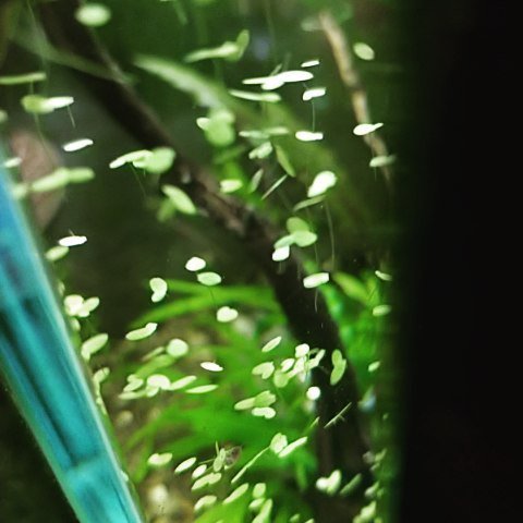 OVAS_CA's tweet image. So mesmerising... #ottawavalleyaquariumsociety #OVAS #floatingplants #duckweed ift.tt/2KEfJ5n