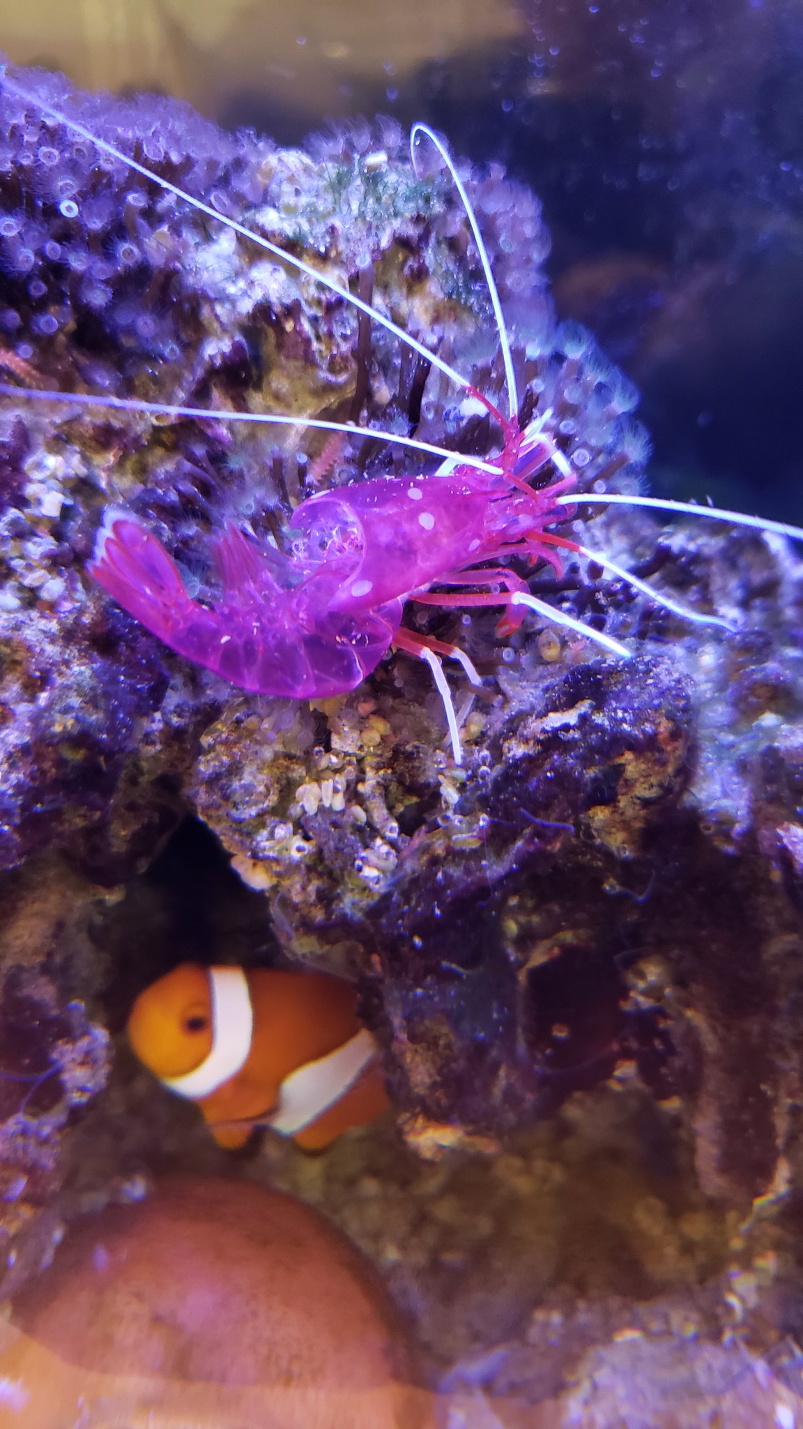 はなまる 長い間熱帯魚を飼ってますが 脱皮したエビの脱け殻がまるで生きてるように残っているのは初めて見た 熱帯魚 ホワイトソックスシュリンプ エビ 脱皮 はなまる 長い間熱帯魚を飼ってますが 脱皮したエビの脱け殻がまるで生きてるように残っているのは初めて見た 熱帯魚 ホワイトソックスシュリンプ エビ 脱皮