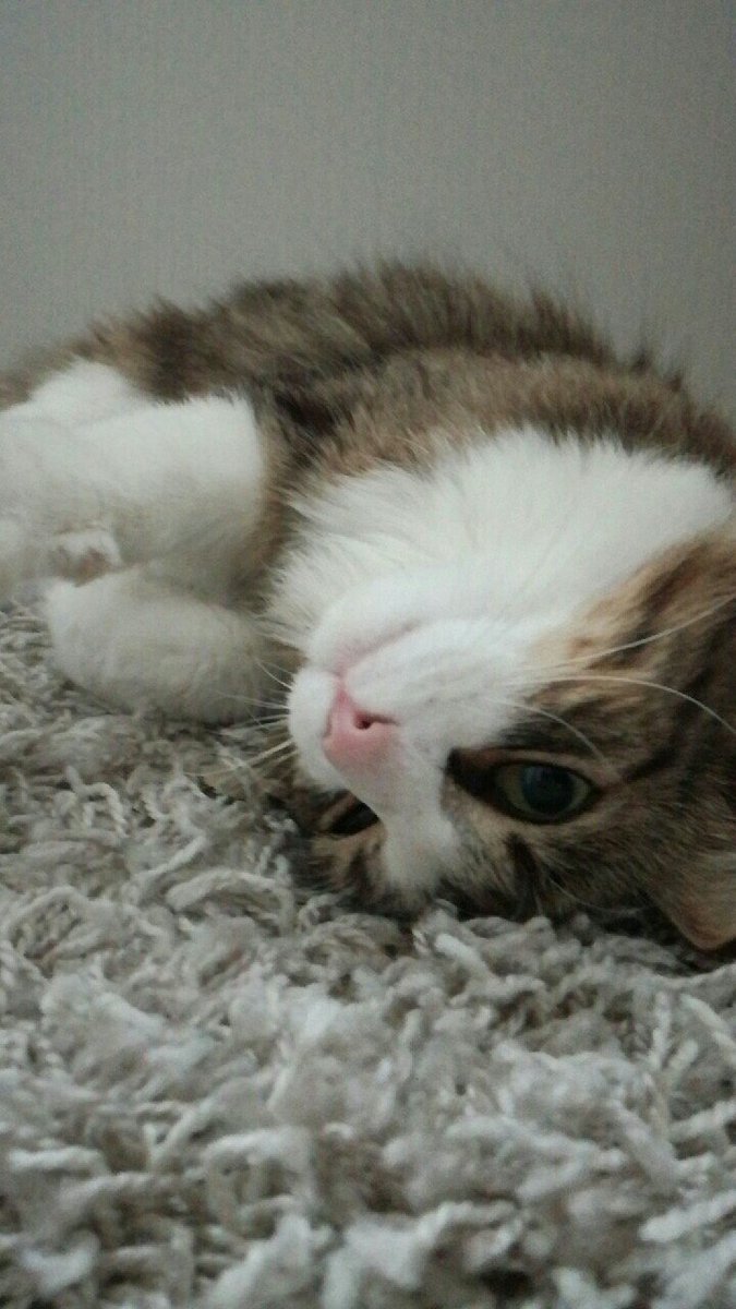 Bendik215's tweet photo. @bestcataccount https://t.co/5ZrZdnuwPe
