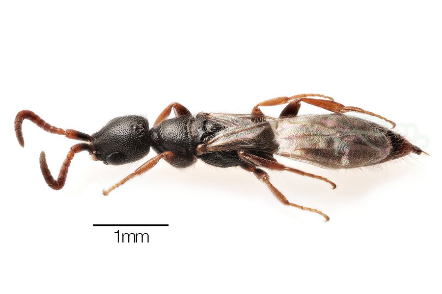 茶色く小さい虫が大量発生 死番虫 シバンムシ の生態や駆除方法を紹介 Botanica