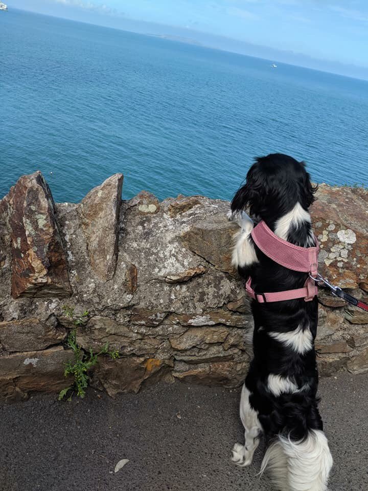 #Missy teaching our tour guests #mindfulness 😂🥰🐶 on the @Hidden_Howth cliff experience #howth #hiddenhowth #hiddenhowthexperience @LovinDublin @howthismagic @Failte_Ireland #powerofnow @EckhartTolle 🐶🥰