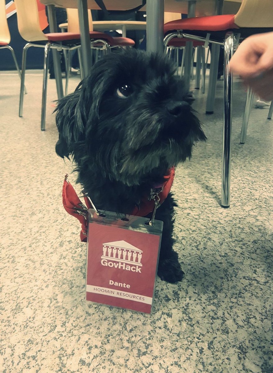 jamesriggall's tweet photo. @katykat This is my good friend Dante Dog. He volunteers at GovHack every year in Tasmania. https://t.co/VyJlHLjRUM