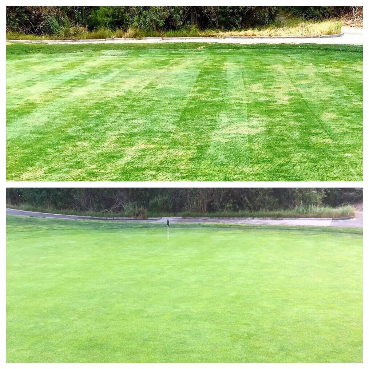 PaulWizikowski's tweet photo. What a difference a year can make! Poa annua green with #reclaimedwater, #plantdisease, #nematodes, and #traffic issues, just to name a few. Correct practices &amp; it’s back &amp; thriving! #turf #turfgrass #turflife #agronomy #golf #golfcourse #gcsaa @SimplotPartners @SimplotCompany https://t.co/UeSeLS9sMV