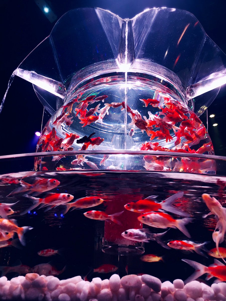 𝓢𝓪𝓷𝓷𝓪 𝓢𝓾𝓵𝓮𝓲𝓴𝓪 Bonten In Japan Eco Edo Nihonbashi Art Aquarium 5 7 23 9 19 In The Following Thread I M Gonna Tell You About The Night Aquarium Event A Colorful Experience Artaquarium Official