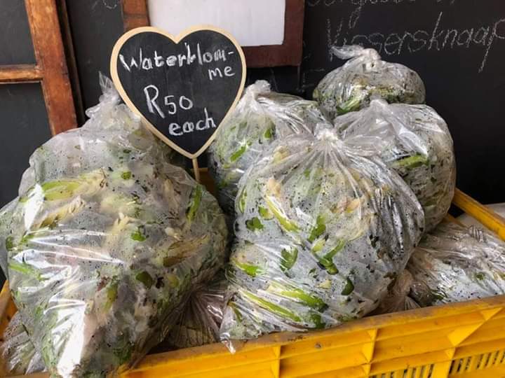 PerfectPlaceCN's tweet photo. #Marketday: baked today: #lasagna ( for 1), delicious #pretzels, #milktart, sourdough #bread, #muffins, fresh #flowers, organic #spinach, #waterblommetjie stew, waterblommetjie #soup, #donuts in all flavors and colors, loads of #fudge, #jaffles and delicious #vetkoeke! https://t.co/fxLJCVLJuF