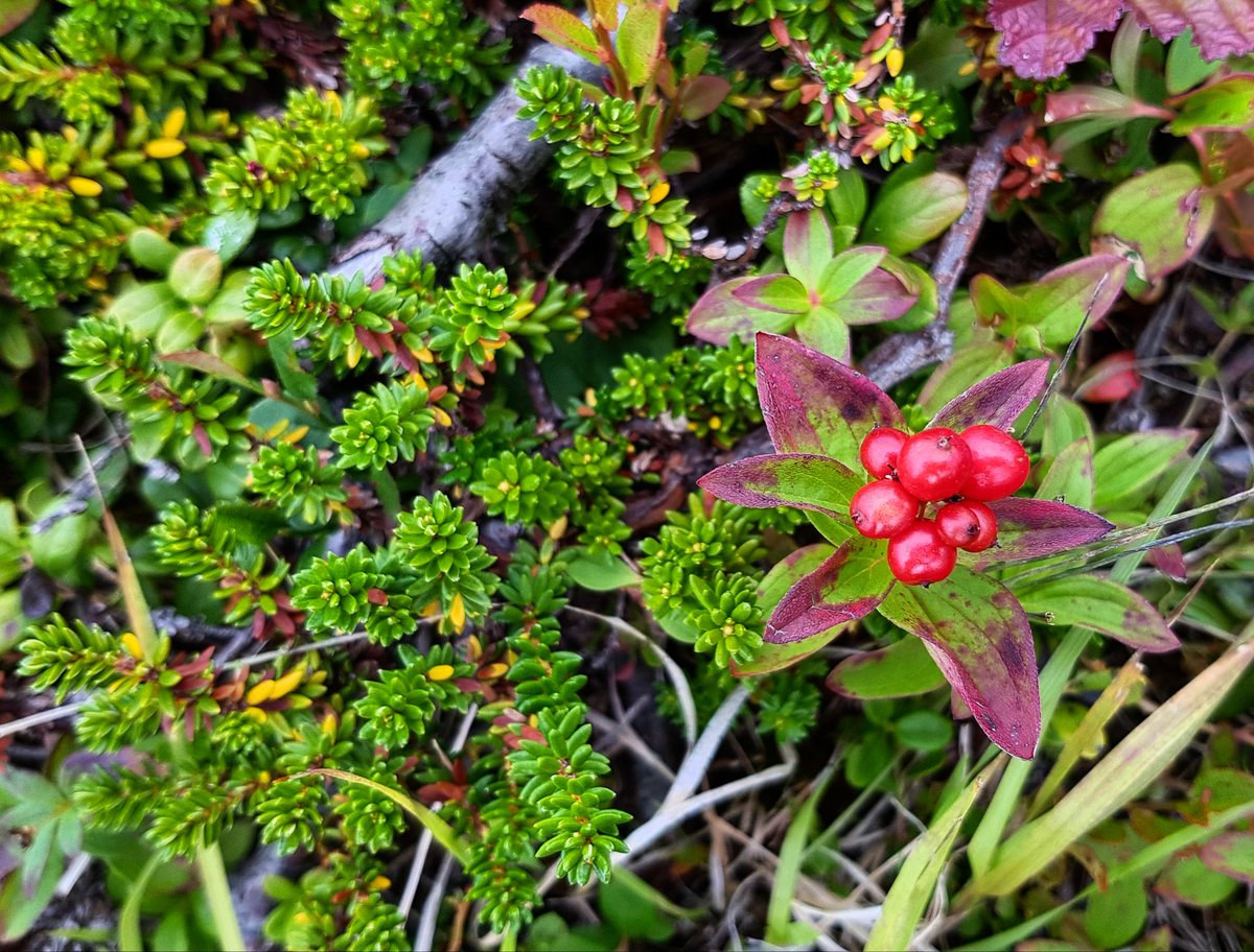 monteromonti's tweet photo. En las distancias cortas, cuando el #paisaje se achica, el #bosque boreal sigue siendo una preciosidad. #SweetNorway #Noruega #Artic #travel #adventure #microbosques #paralelo70norte https://t.co/7GM2iK0lpy