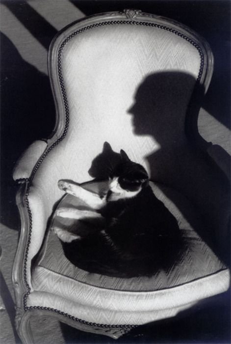 ParisAMDParis's tweet photo. Henri Cartier-Bresson 
Le chat Ulysse et l' ombre     1989  Paris https://t.co/k0le9dPd2d