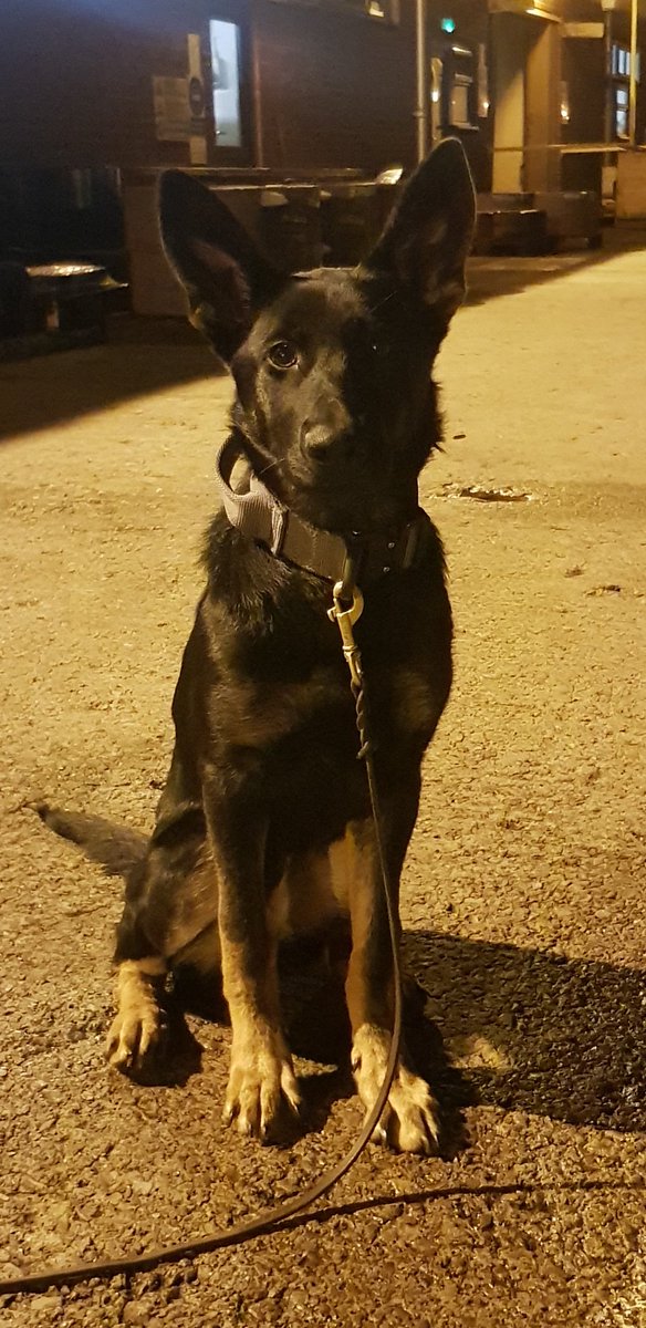 K9_Handler_13's tweet photo. At 5.5 months old weve got a crocodile on a lead, shes having to wear her big brother collar cause she keeps snapping collars, god knows when she is going to stop growing 

#Security #dogunit #germanshepherdpuppy #gsdxmalixherder #gsdpuppy #germanshepherd #securitydog https://t.co/pz7tXb0Nkd