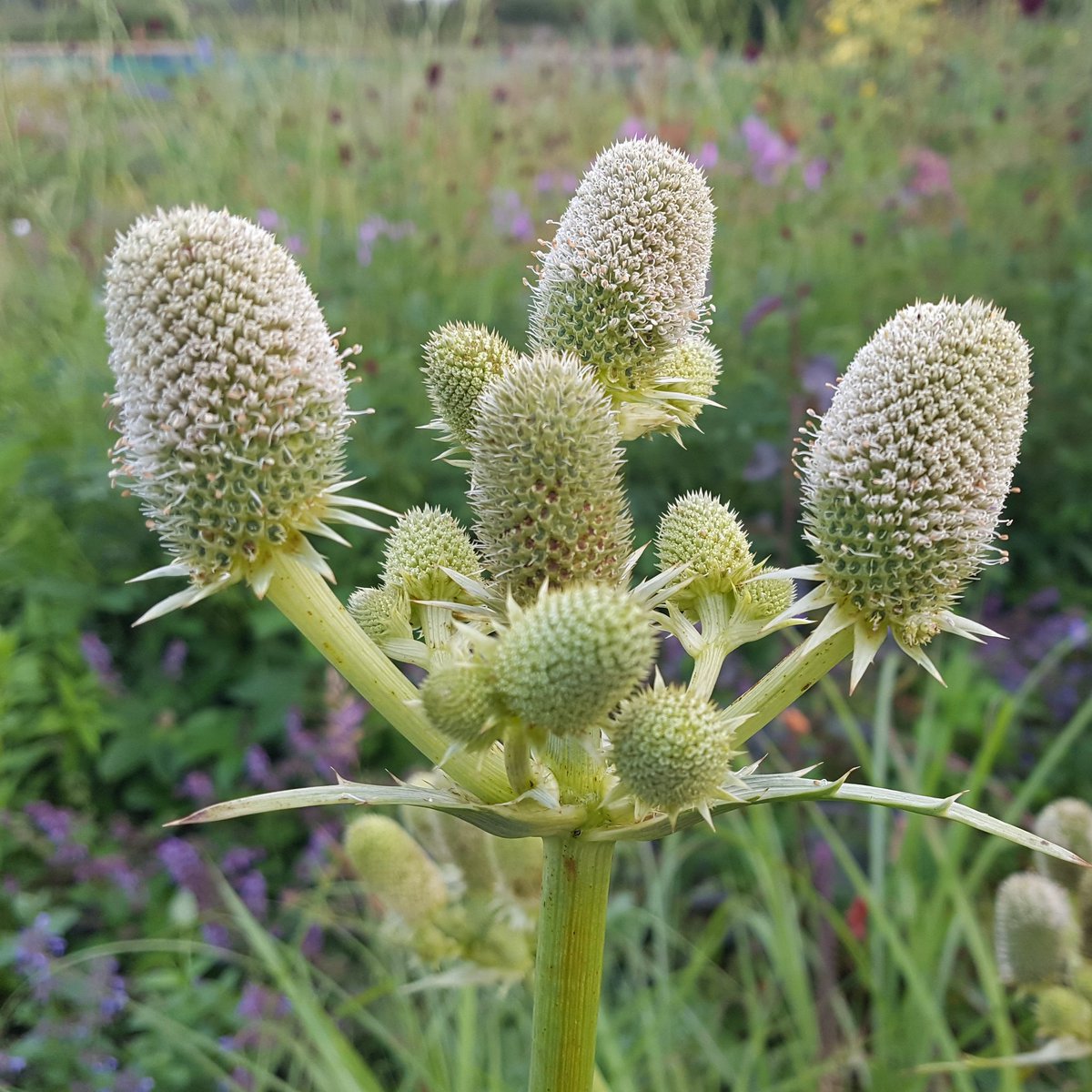 PlantPref's tweet photo. Eryngium agavifolium has rather spiky architectural leaf rosettes and I think the flowers are pretty good too.
#eryngium #eryngiumagavifolium #seaholly #drainedsoil #fullsun #droughttolerant #whiteflowers https://t.co/IpIzhQZOw1