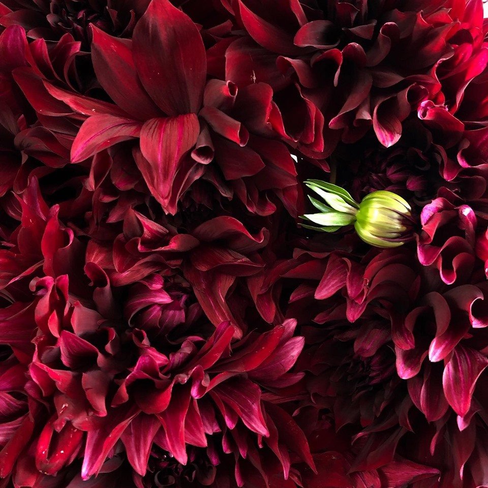 In the winter nights the warmth of moody blooms gives us a sense of comfort ♥️ #flowers #winterwarmers #flowersvasette #floristsofmelbourne #melbweather