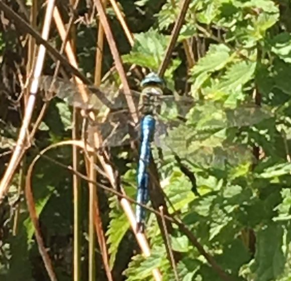 BeanyBirder's tweet photo. Anyone able to help me with this dragonfly ID? Terrible photo I know, spotted out on a walk near Swindon. My best guess is currently Emperor. https://t.co/BVc6ukXZG0