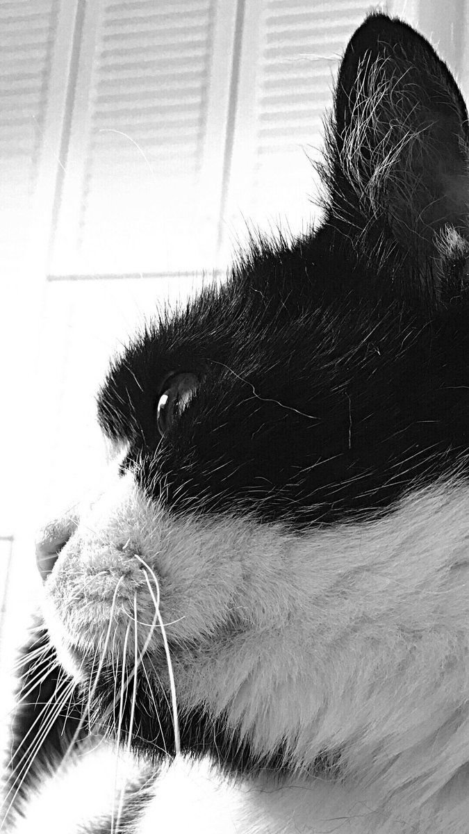 LidiaPhilema's tweet photo. 🍃🐾🍃 Woody 🍃🐾🍃
#CatsOfTwitter #fivcatsoftwitter #tuxedocat https://t.co/p0DAjlbMXI