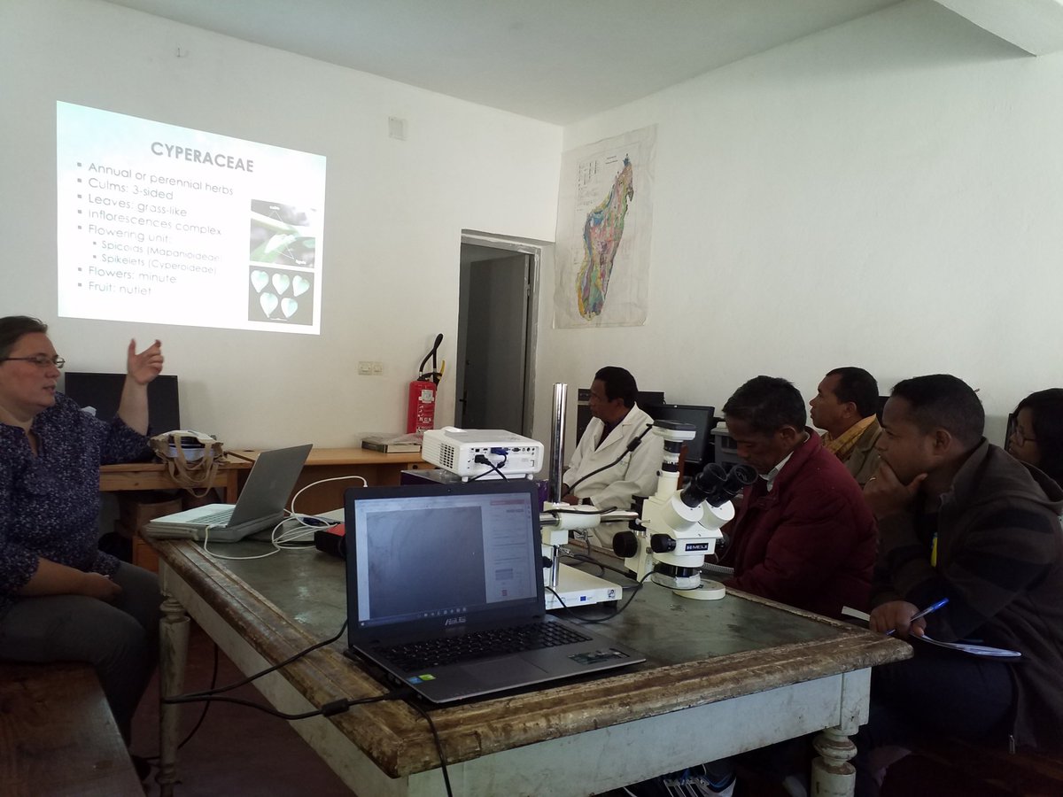 DarRexDR's tweet photo. #Cyperaceae #workshop at #PBZT with @IsabelLarridon on identification #genera and some #species in #Madagascar @TeamKMCC @RajaonahMamy @RakotonasoloF @Solofo_Kew @AndoKMCC @Fabien_Rahaingo @RABARIVOLALinah @rlandyrita https://t.co/QZLczAMjDS