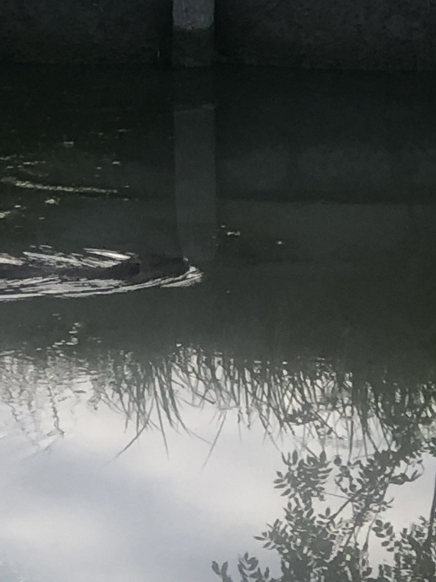 berrichonducher's tweet photo. #été #vacances @alafpolak1 n’a qu’à bien se tenir 😂😂😂 promenade le long de notre #canaldeberry malheureusement à sec à certains endroits comme ici entre #Drevant et @SAM18200 . Mais quel plaisir de voir la nature se réveiller ! @Thierry18200 @alain1878 @CCcoeurdefrance https://t.co/sqpHmU6yom