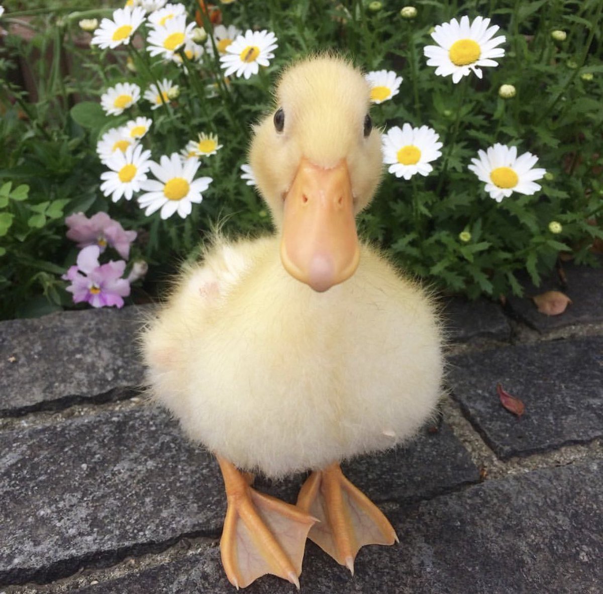 Duck fan account