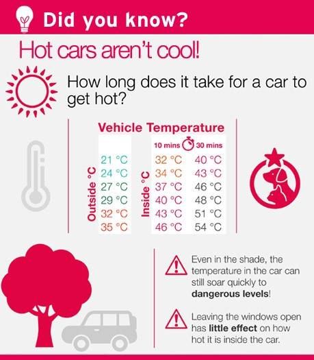 Remember, cars heat up very quickly, even when left in the shade! Try not to take your dogs on any car journey where they may be left unattended this summer, and only travel if it's essential!