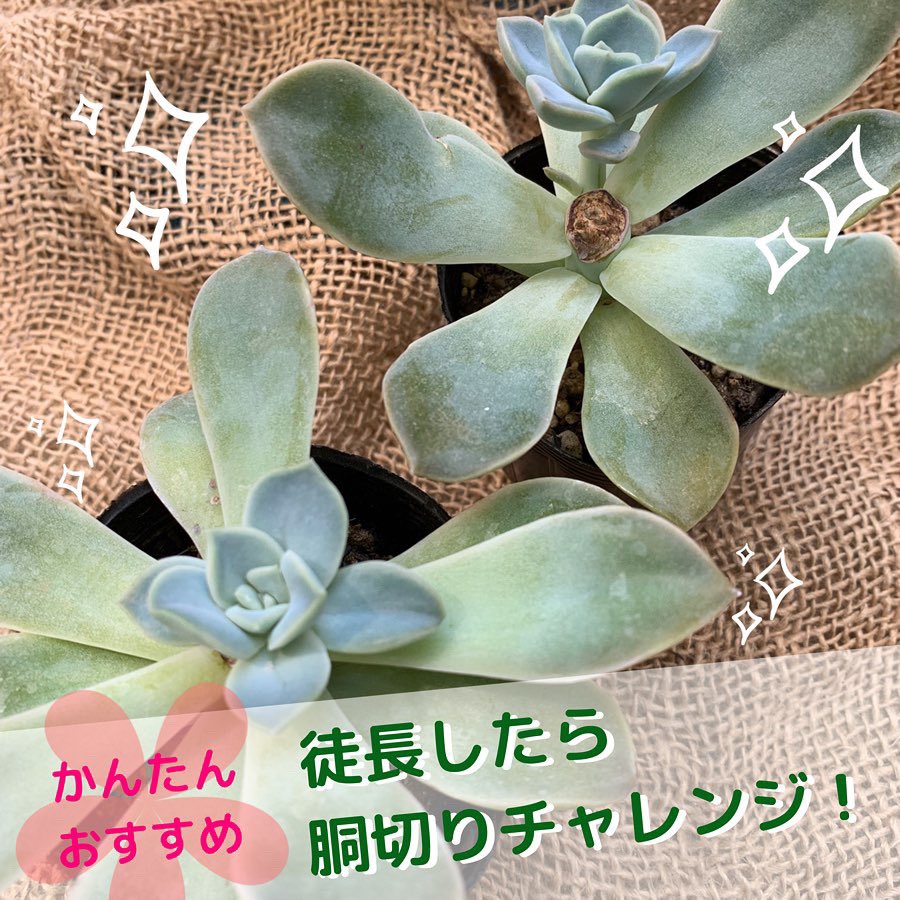 一日一つの発見 徒長 してしまった苗は思い切って手直し 夏 の間は日差しがキツイので 葉焼け が心配で日陰に移動しがちです 日陰 水やり で 多肉たちが一気に色覚め徒長してしまった経験ありませんか 胴切り って もう少し良い単語 一日一つの発見 徒長 してしまった苗は思い切って手直し 夏 の間は日差しがキツイので 葉焼け が心配で日陰に移動しがちです 日陰 水やり で 多肉たちが一気に色覚め徒長してしまった経験ありませんか 胴切り って もう少し良い単語