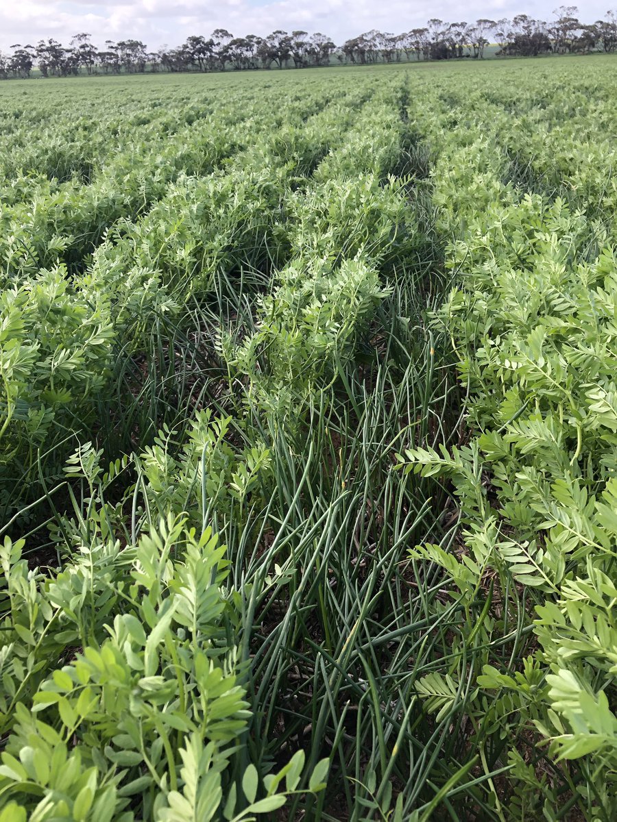 Matt Witney tweet media