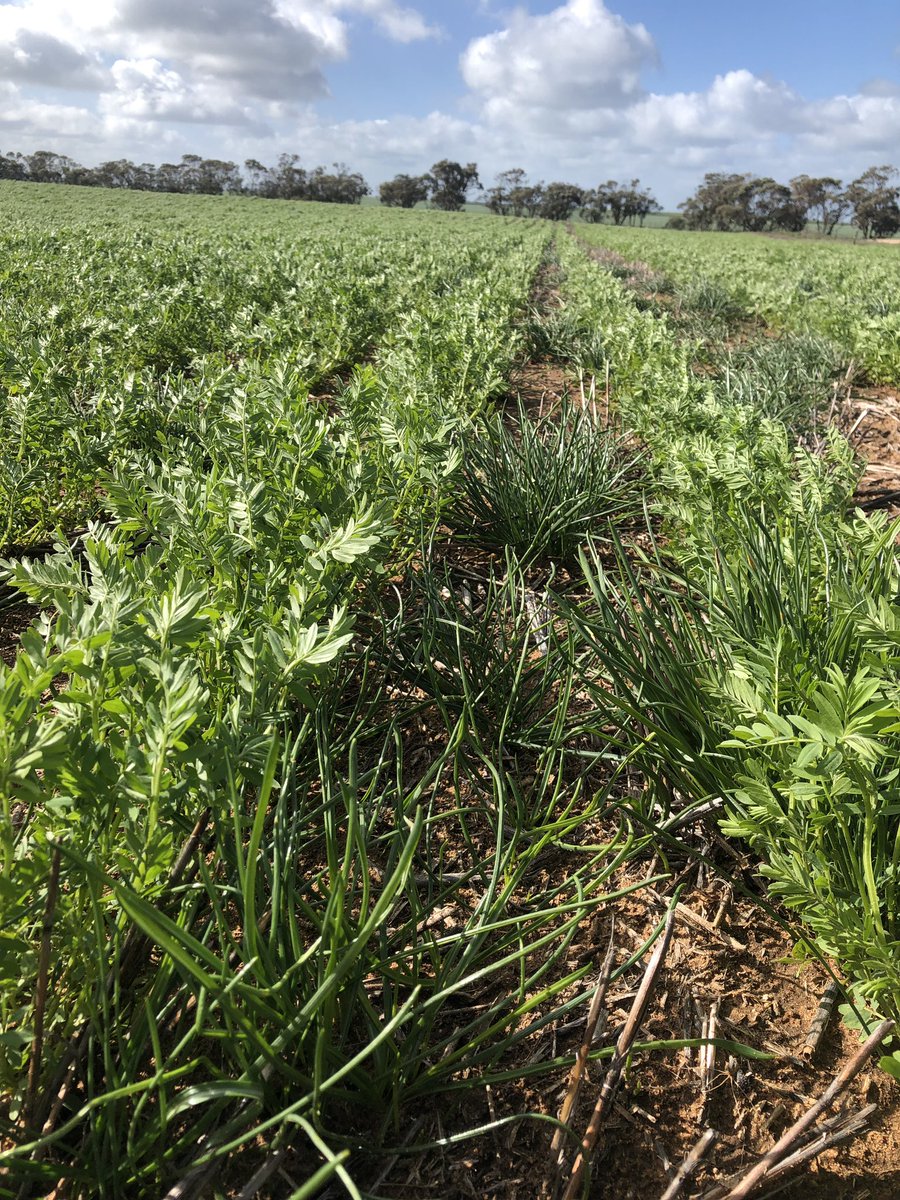 Matt Witney tweet media