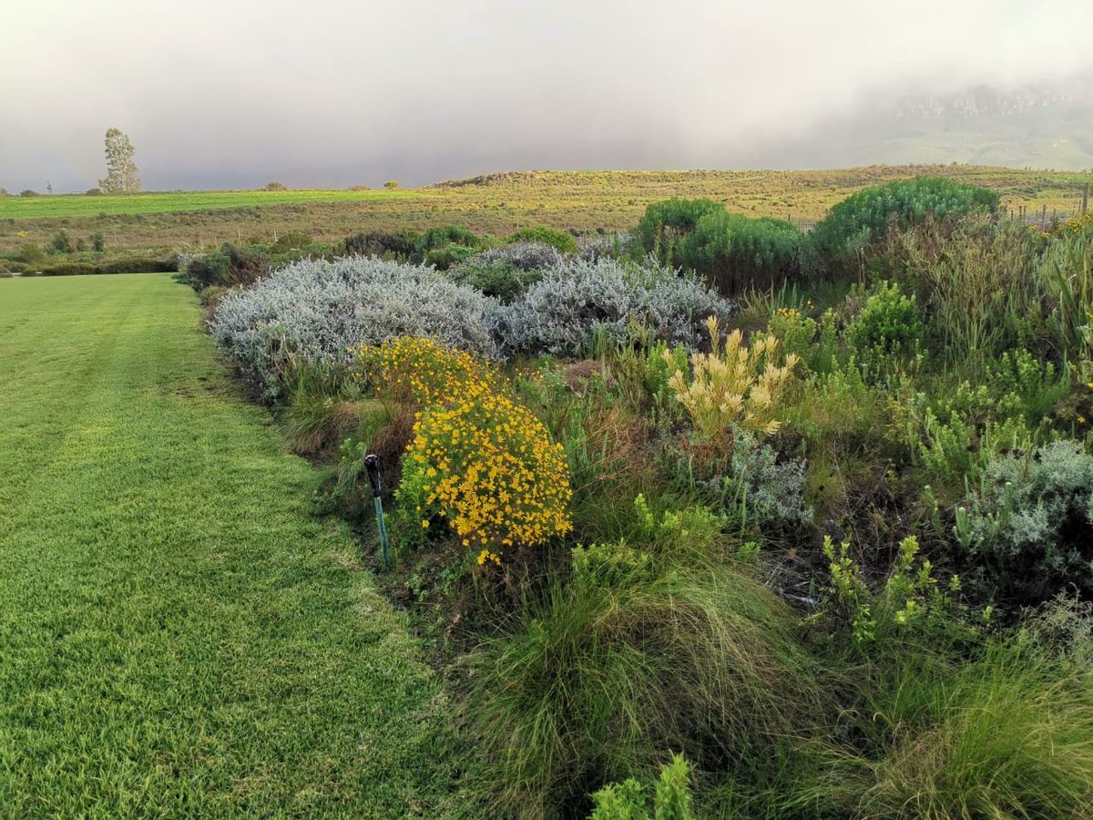 Over 250 local indigenous plant species planted in this garden in Tulbagh - looks like veld right? (cycads not incl).#indigenousplants #restorenature #ecosystemrestorationza
