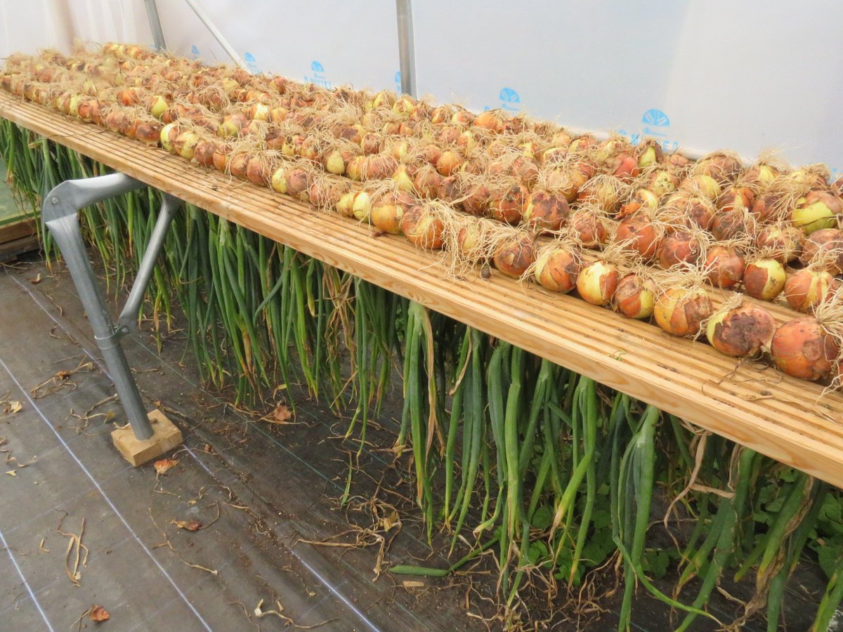 First batch of Onion 'sturon' curring,  pollytunnels have so many very good uses
<a href="/FirstTunnels/">First Polytunnels</a>