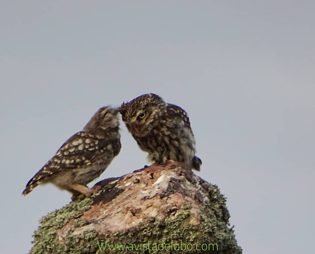 AvistadeLobo's tweet photo. Que cariñoso se pone este pollo de #mochuelo con el adulto 😊.
https://t.co/KSnGWi5n6z
#Ecoturismo de observación y #fotografía de fauna salvaje en #Zamora.
#Littleout
#verano2019
#Turismodiferente
#wilflife
#wildanimals
#Bird
#viajesfotograficos
#PhotographicTravel
#Zamoraesvida https://t.co/KDJnrDXSX5