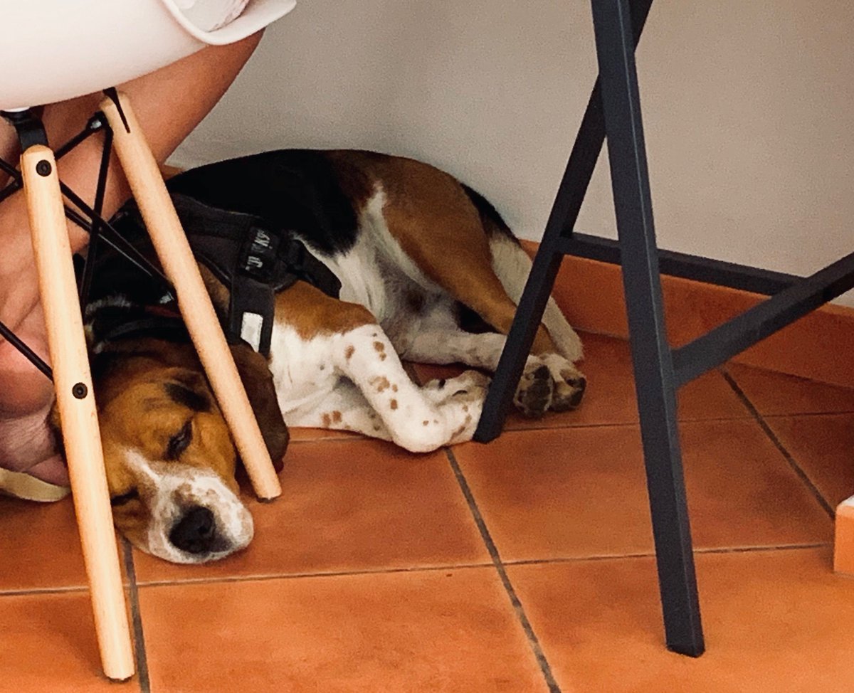 So, just finishing the draft for <a href="/PhaseGenomics/">Phase Genomics</a> contest, and I realize we are not eligible... What a pity!
<a href="/ivanliachko/">Ivan Liachko 🇺🇦 @ivanliachko.bsky.social</a> @KayleesiOMICS <a href="/anna_cusco/">Anna Cuscó</a> <a href="/olga_francino/">Olga Francino</a>