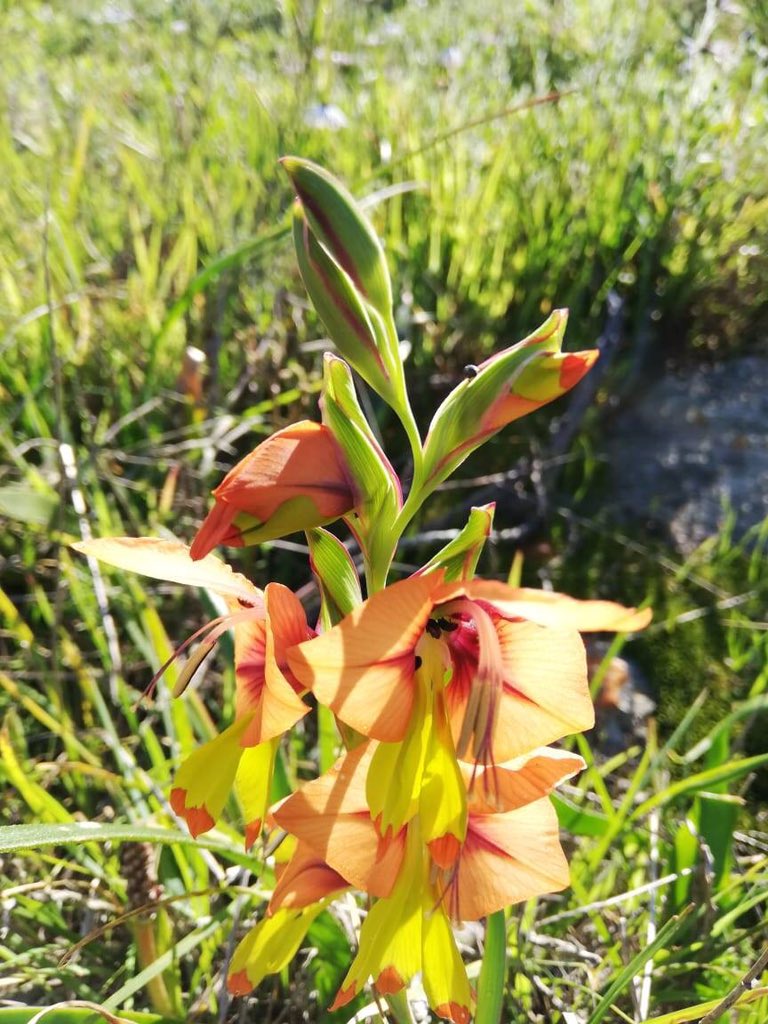 HDirkH's tweet photo. If you are in the West Coast at the end of the month, drive over to the 30th  #FynbosSkou ! 🌸🌺 In #Hopefield
See the beauty of “wild flowers” and entertainment for the whole family! 

Get your tickets ⬇️ #WestCoast #SouthAfrica #WestCoastTourism 

https://t.co/i7ZsdJj53m https://t.co/2ag8IrXSW1