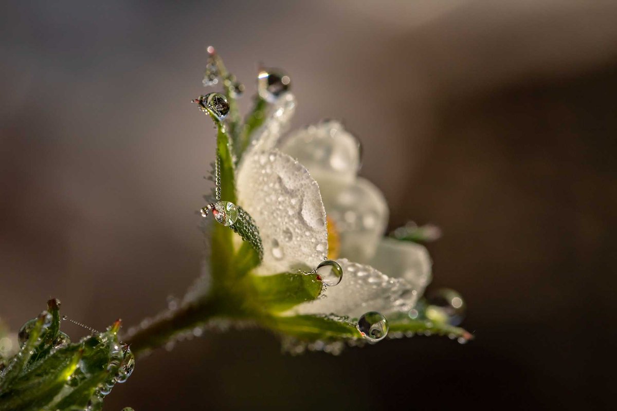 Sanpuro1's tweet photo. Am Morgen findet man überall #Tautropfen auf den Blättern und Gräsern. Ebenso ist es nach dem Regen. Überall findet man #Regentropfen. Dies ist ein kleines #Wassergeschenk der #Natur und ein kleines #Naturschauspiel zugleich. https://t.co/GUGtEsbDwn