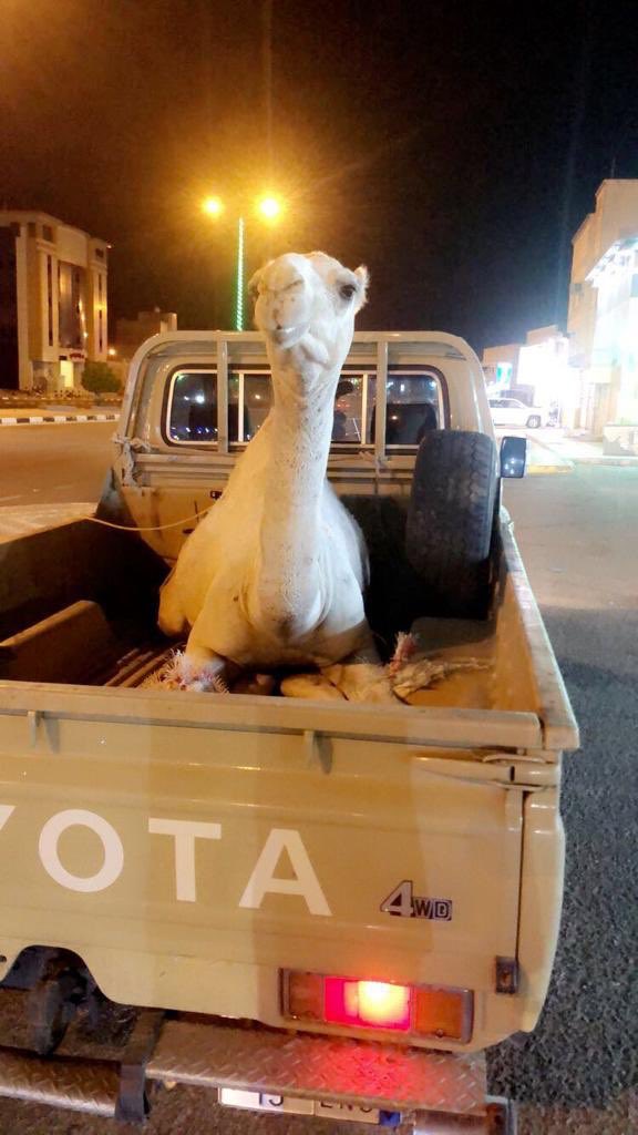 قام سليمان بن عنان العفيش بتقديم هدية للشاعر فايز الدوسري 
عبارة عن بكره وضحا من افخر انتاج اللبل  وسيف مذهب وذلك بعد قصيدته في قبيلة العفشه من حرب ومشاركته في زواج ابنه مساعد العفيش