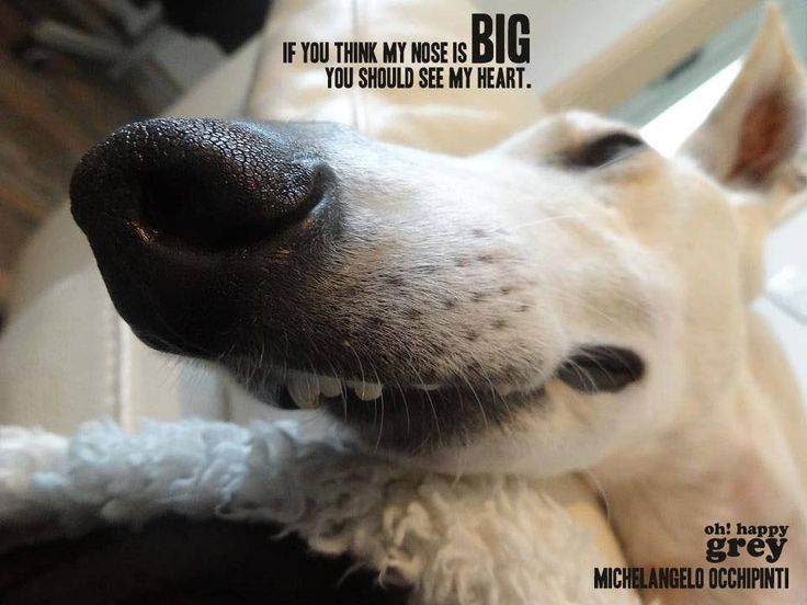 NeuroHounds's tweet photo. #neurohounds 
#neurorehab https://t.co/ebQWKhy7y5