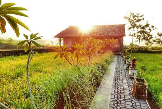 5 Homestay Desa Wisata Dengan Penginapan Suasana Desa Instagramable Di Jogja - kotajogja.com/14339/5-homest… #homestay #jogjaistimewa