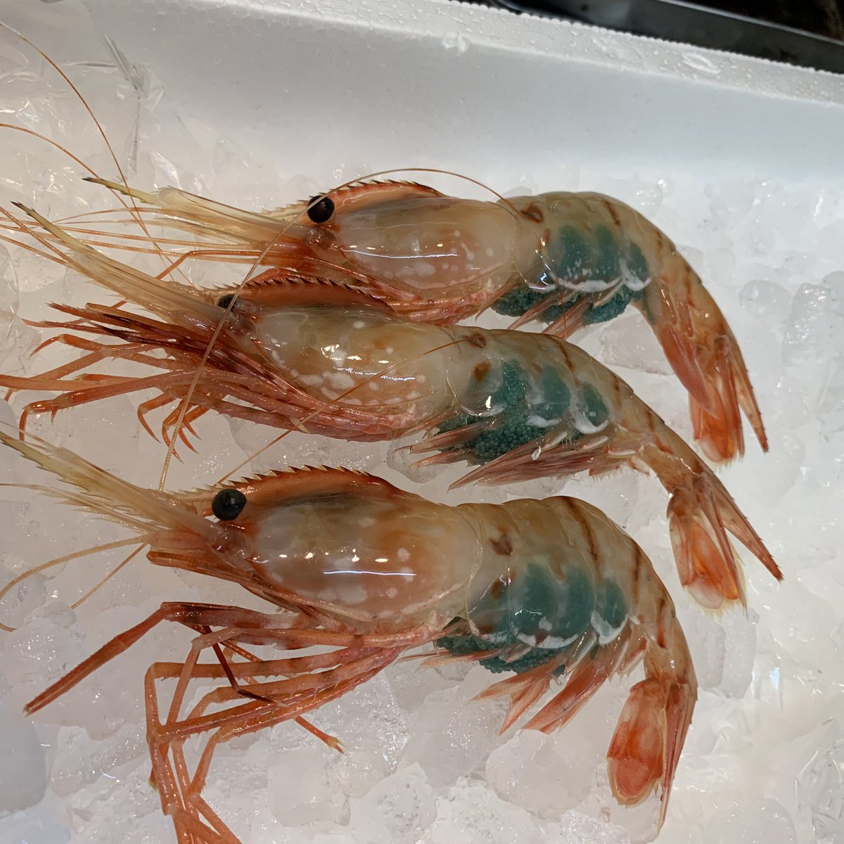 花より魚 富山すし居酒屋 おはようございます 限定3食ですが トヤマエビ 入荷しました おっきいです とにかくでかいです 笑 その他も沢山ありますのでよろしくお願いします 花より魚 富山 トヤマエビ ボタンエビ 花より魚 富山すし居酒屋 おはようございます 限定3食ですが トヤマエビ 入荷しました おっきいです とにかくでかいです 笑 その他も沢山ありますのでよろしくお願いします 花より魚 富山 トヤマエビ ボタンエビ