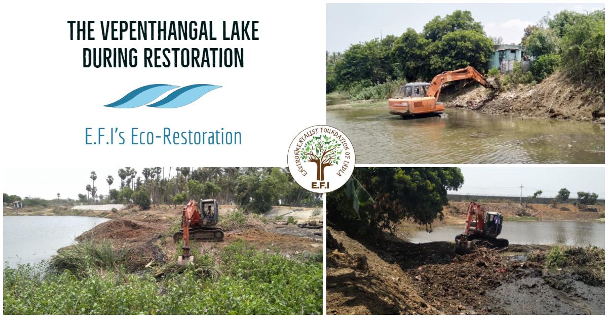 EFIVolunteer's tweet photo. #OasisinChennai #FenceIt
The recently restored &amp; fenced Vepenthangal lake in Alapakkam, Chennai! 
Once dumped with solid waste &amp; overgrown with invasive species is now laying majestically with its newly constructed bunds &amp; protective fencing.

#chennaiwatercrisis #chennai #water https://t.co/q923G3JaoA