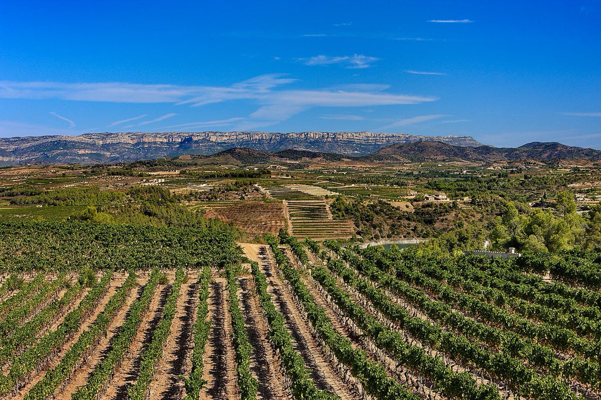 Acomiadem la setmana amb el paisatge típic del Montsant. Tot i les males notícies causades per l'onada de calor, les vinyes segueixen endavant i ja estem desitjant començar el compte enrere per a la verema.