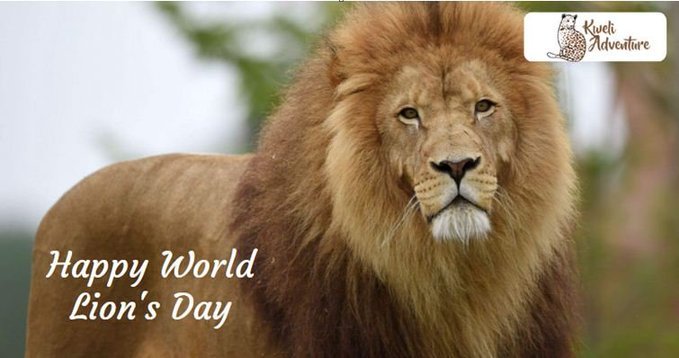 kweliadventure's tweet photo. Do you know lions play a very important role in our ecosystem?

But many people are not aware of the fact that the global lion population is in serious decline.

Let’s celebrate World Lions' Day-10th August. https://t.co/s3jYXWZjWI